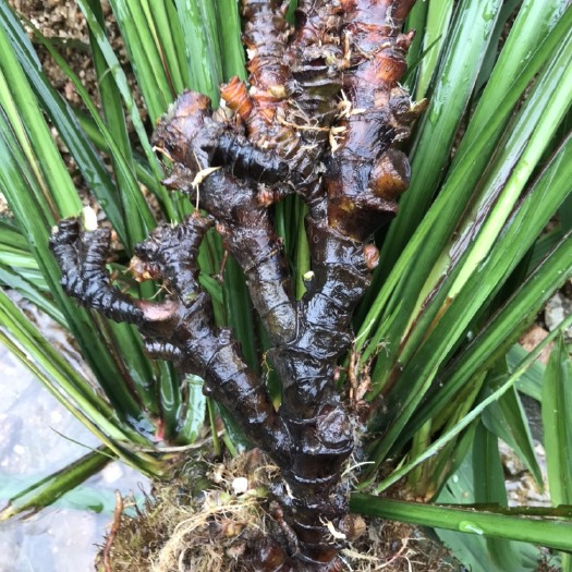 信宜市石菖蒲  生货