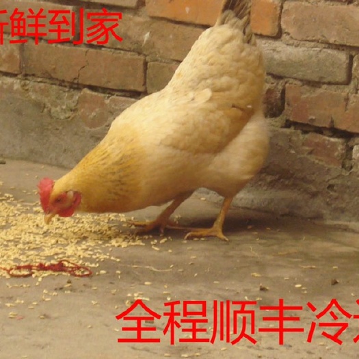 天津土鸡农家散养 一件代发走地鸡 冰鲜发货 顺丰包邮