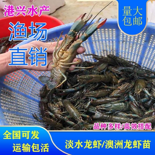 桃源县高品质淡水澳洲大龙虾 生猛龙虾苗渔场发出保活到家