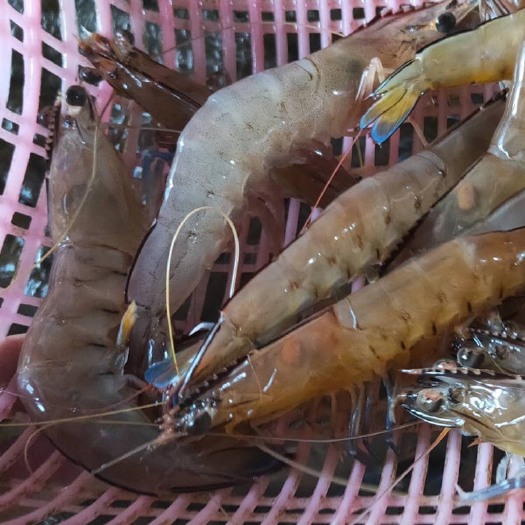 诏安县 篮尾虾
