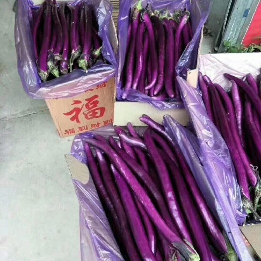 台州红线茄 大量批发  2000斤起批