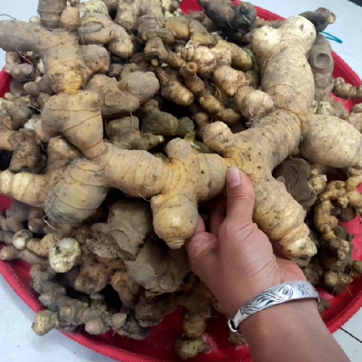 连南县 中药黄精