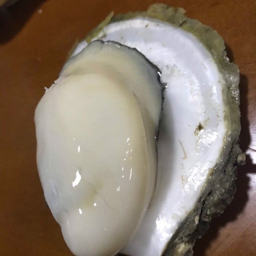 湛江湛江牡蛎 湛江生蚝  精品货源 个大肥美 产地直发 一手货源烧烤蚝供应