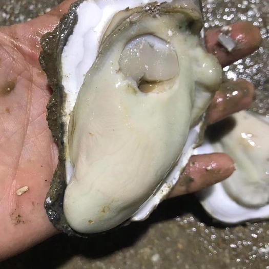 湛江湛江牡蛎 湛江生蚝 精品 鲜活特大产地直供餐饮烧烤量大从优