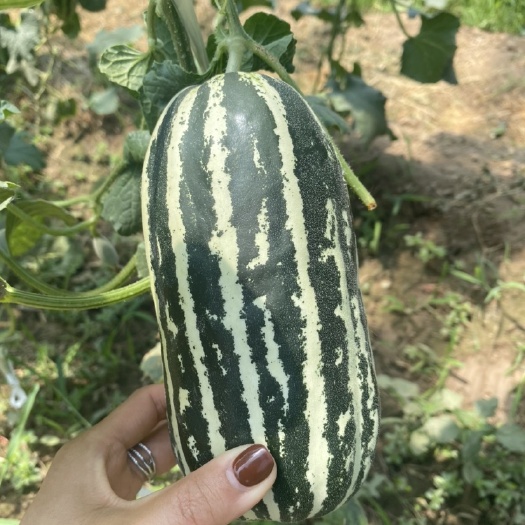 羊角蜜甜瓜 1斤以上