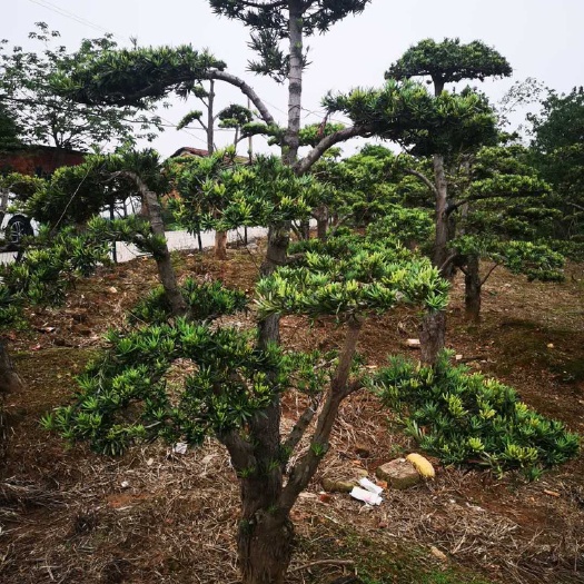 南昌普通罗汉松