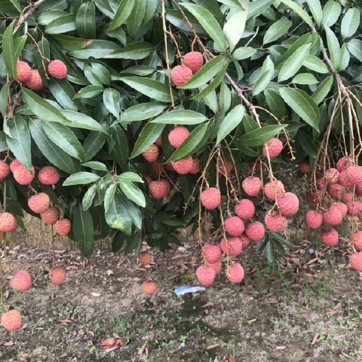 高州市白糖罂荔枝 白糖罂