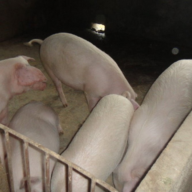 [猪苗批发]猪苗 陆川猪15到20斤土白长白30到40斤