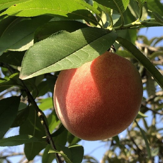 蜜桃  胭脂脆桃