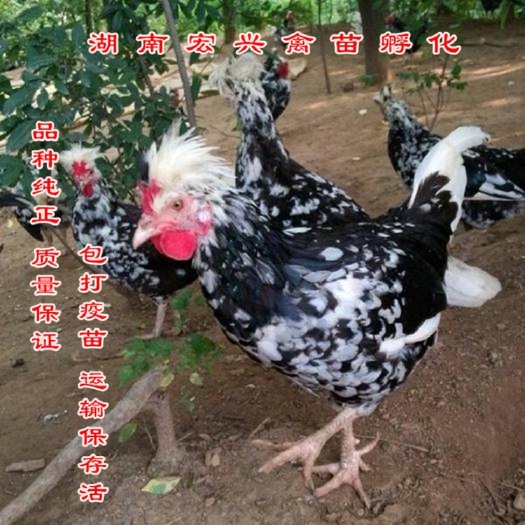 衡阳热销贵妃鸡苗珍珠鸡苗鹊山鸡苗土鸡苗蛋鸡苗