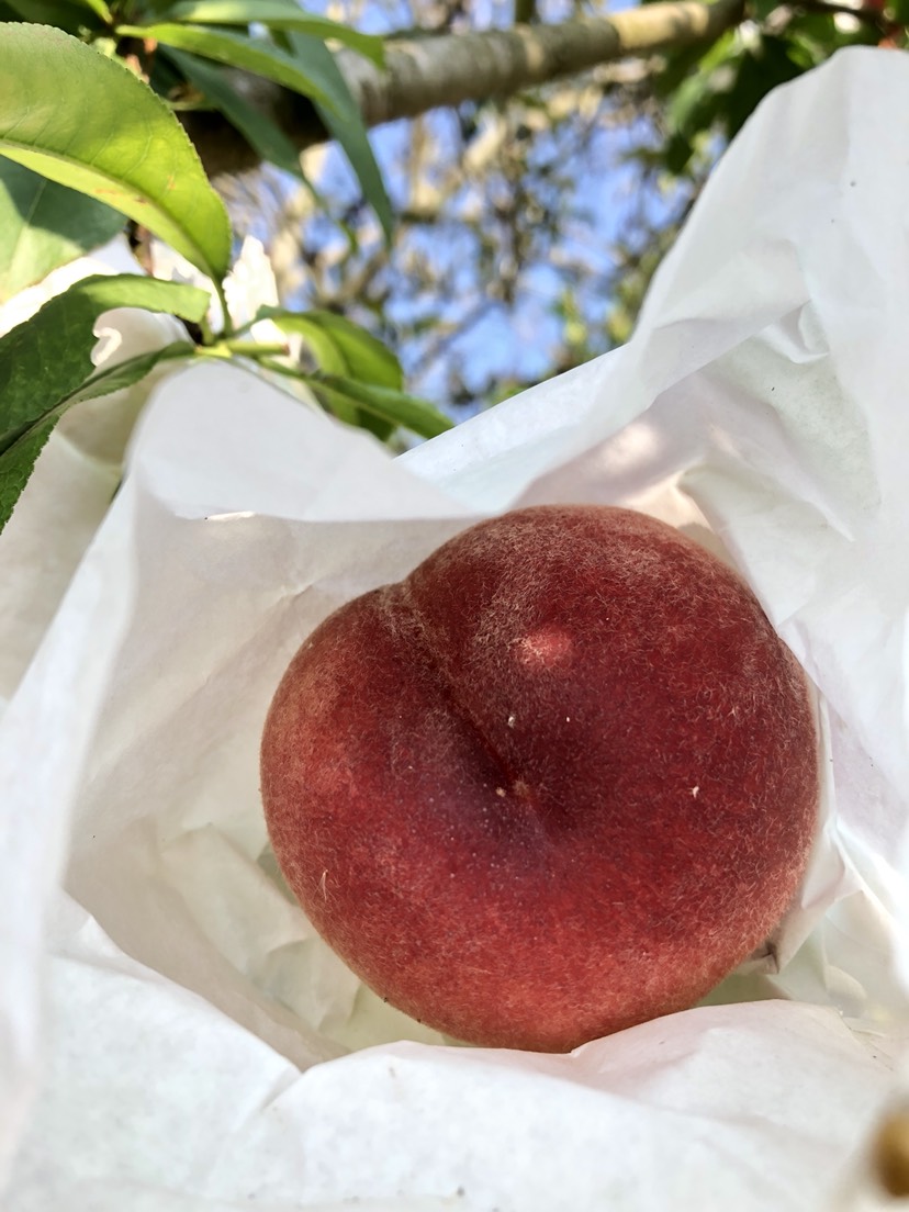 蜜桃  胭脂脆桃