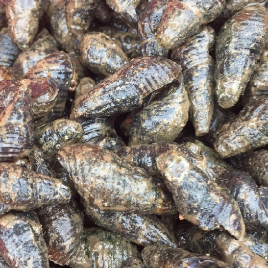 上饶 长期供应山坑螺（青狮）