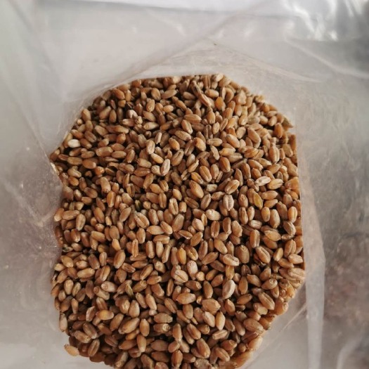牙克石市 龙麦36