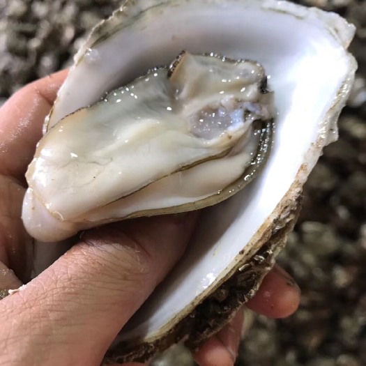 湛江 生蚝牡蛎之乡 自有产地批发 精品货源 烧烤不缩水