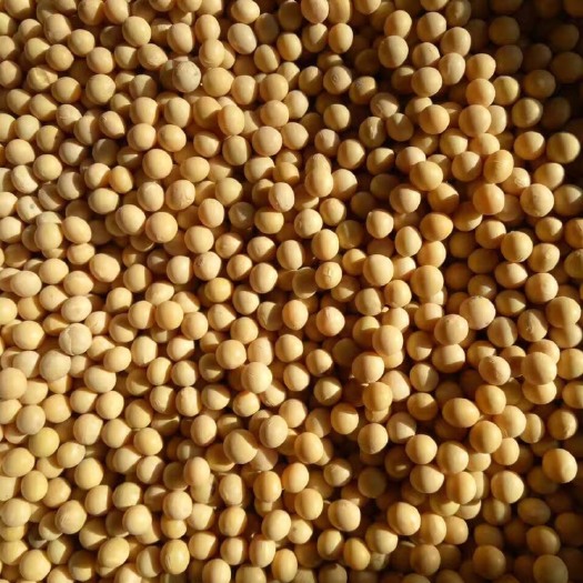 九江黄大豆  东北大豆黄豆（中颗粒），水分低，蛋白43左右，长期