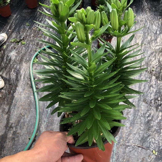 青州市百合花 精品百合香水百合亚百合大量出货质量优先