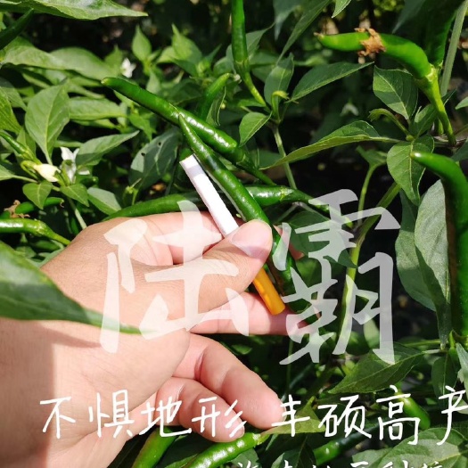 昆明朝天椒种子  陆霸朝天椒，不惧地形，丰硕高产