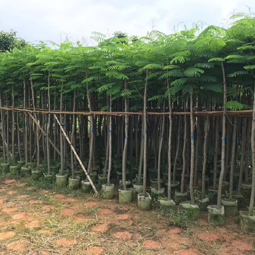 揭阳凤凰木