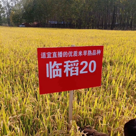 东海县 临稻20优质早熟水稻种子，适宜家庭农场直播的优质稻谷种子