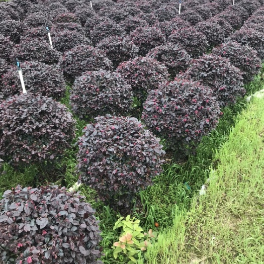 桂林双面红  红继木球袋苗50-120厘米，面议详谈红花继木球