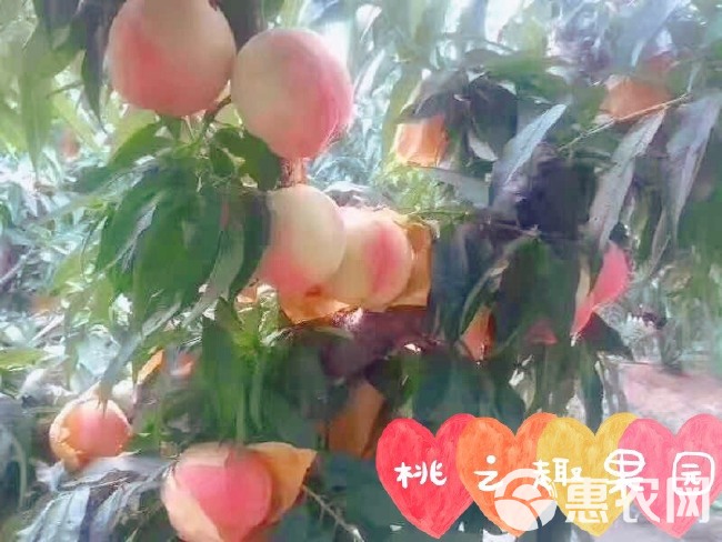 无锡阳山水蜜桃4两左右8个当季桃子果园现摘现发