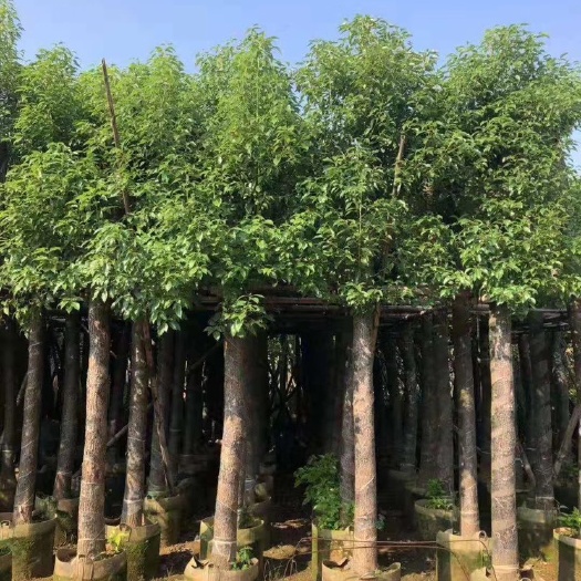 揭阳 香樟树