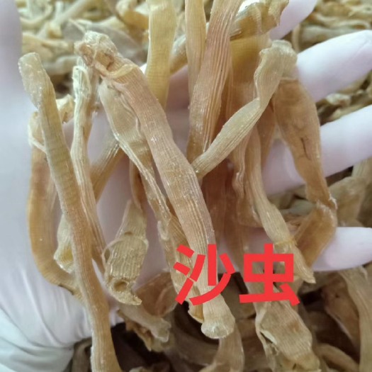 徐闻县沙虫 