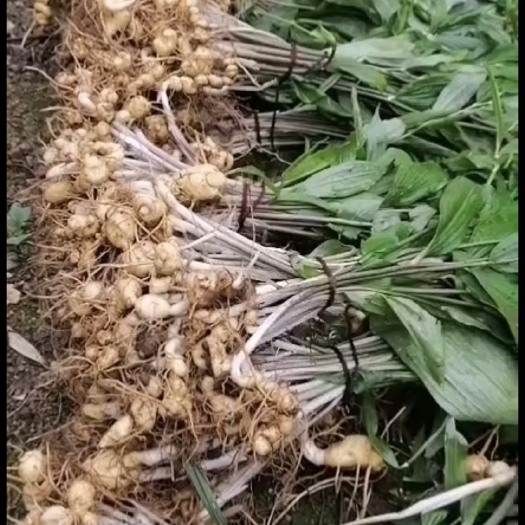 咸宁黄精种苗 鸡头多花甜黄精苗，