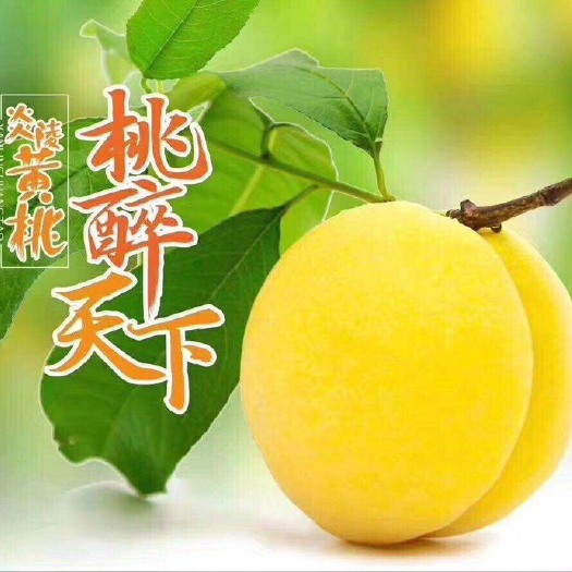 炎陵县 炎陵高山黄桃
