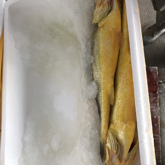 宁德大黄鱼 馈赠佳品（1.5斤/只，倍儿有面子）