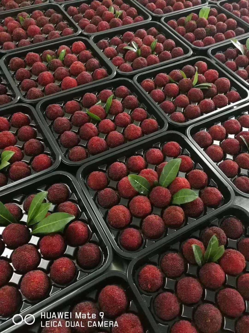 荸荠杨梅 2.5 - 3cm