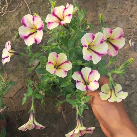 青州市矮牵牛 五彩牵牛 舞春花