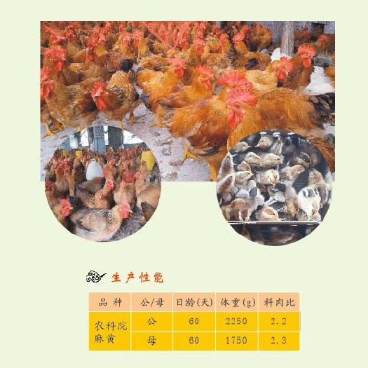 广州 麻黃鸡苗