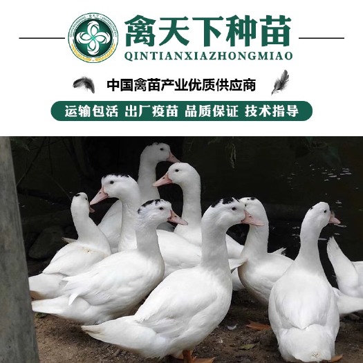 南宁优质一点头M18鸭苗 包打疫苗 运输包损耗 提供技术指导