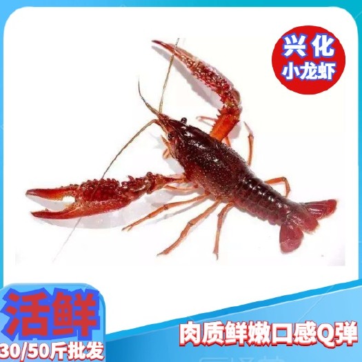 兴化市兴化小龙虾 小龙虾 江苏小龙虾 精品虾蟹塘虾