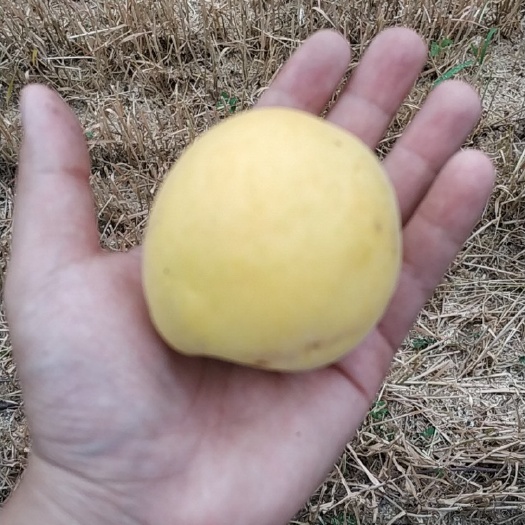 枣强县凯特杏，红太阳杏，找批发商