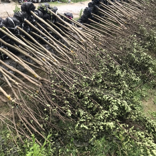 桂林红花紫薇   大红紫薇3-8公分，价格面议详谈
