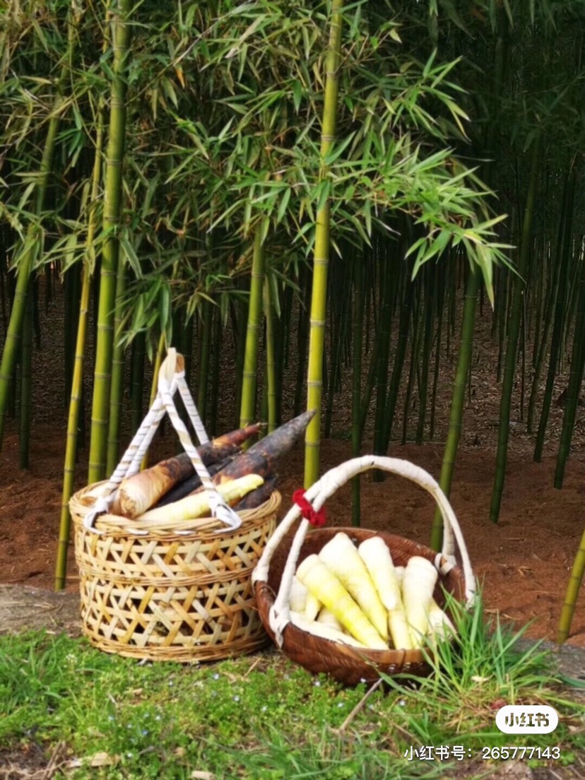 雷竹笋 下饭菜油焖雷笋味道赞