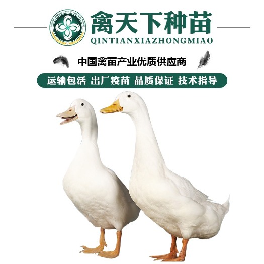 南宁优质白鸭苗 包打疫苗 运输包损耗 提供技术指导