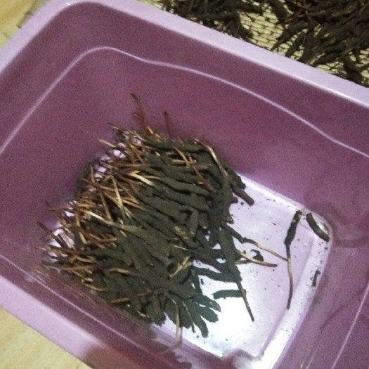 玛沁县冬虫夏草
