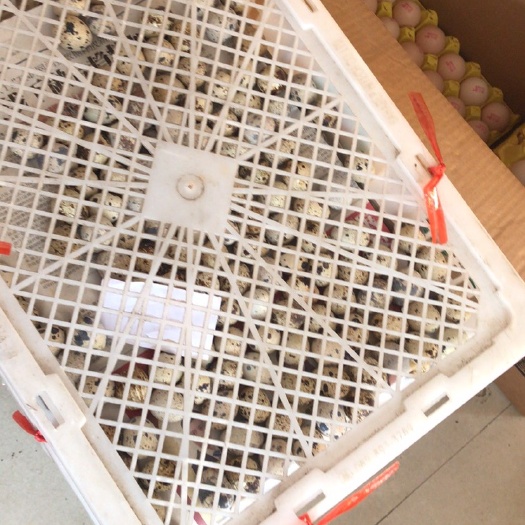 佛山土鹌鹑蛋  各种干货，柴米油盐酱醋茶量大从优，承接各大酒楼各种食堂的干货