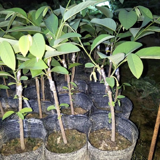 普宁市释迦果苗 凤梨释迦苗番鬼荔枝释迦果树苗 盆栽地栽果树苗