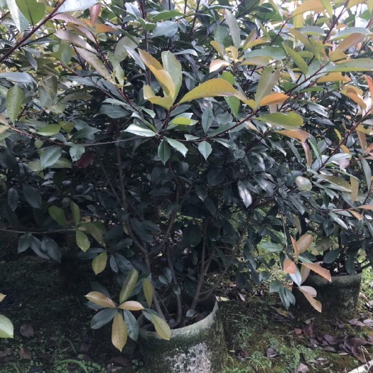 桂林红叶石楠毛球袋苗，篱笆苗高度1-2米冠宽1-1.2米