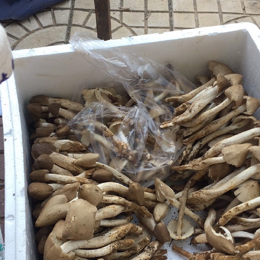 来宾鸡枞菌 荔枝菌，现货产地直发