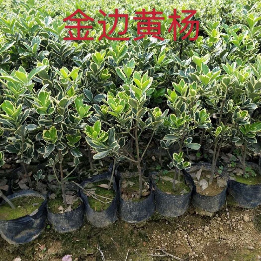 浏阳市 金边黄杨大杯苗