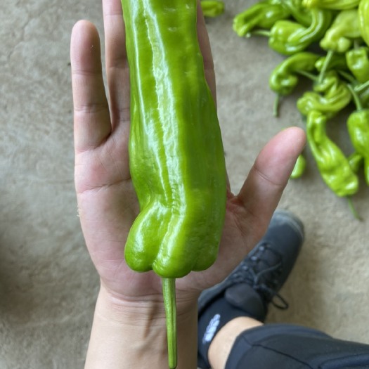 临沂薄皮椒 中辣