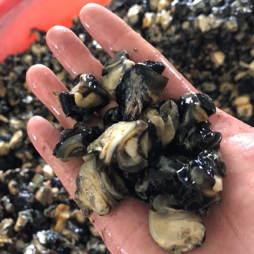柳州淡水螺  长期批发福寿螺肉，新鲜的，冰冻的都有