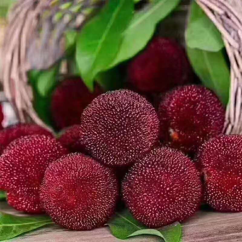 荸荠杨梅 2.5 - 3cm