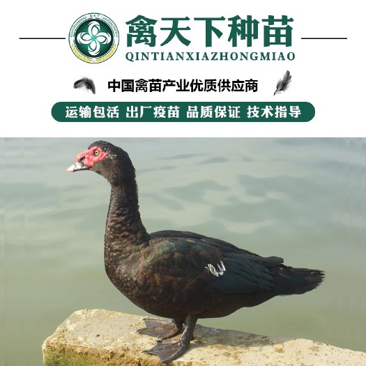 南宁优质黑番鸭苗 包打疫苗 运输包损耗 提供技术指导