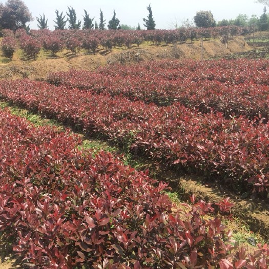 来安县 红叶石楠大杯苗，小杯苗，景观苗木，园林绿化，